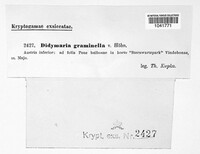 Didymaria graminella image